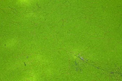 Water weed background Stock Photos