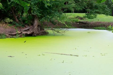 Water weed Stock Photos