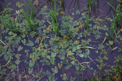 Water weed Stock Photos