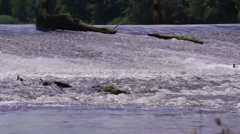 Water Weir on River 動画素材 39950425