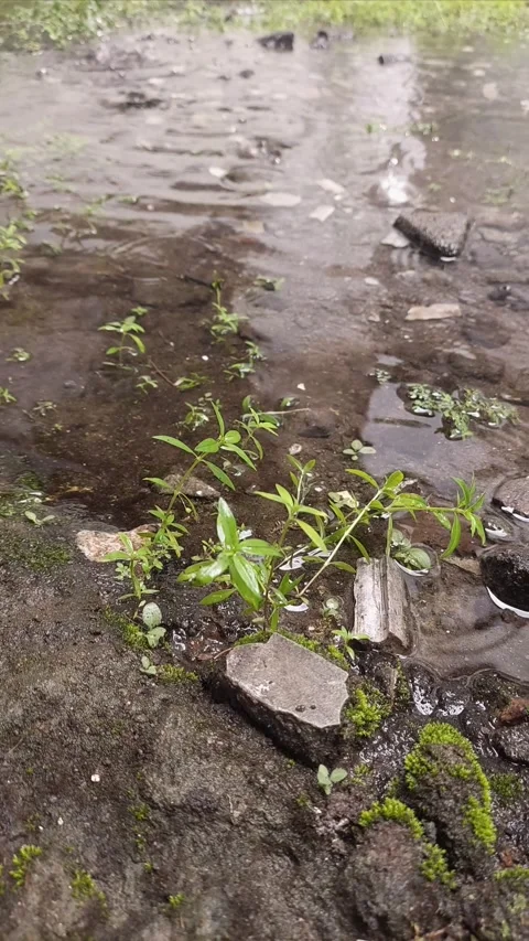 Water in the Wild Land, Vertical View Video stock 295996433