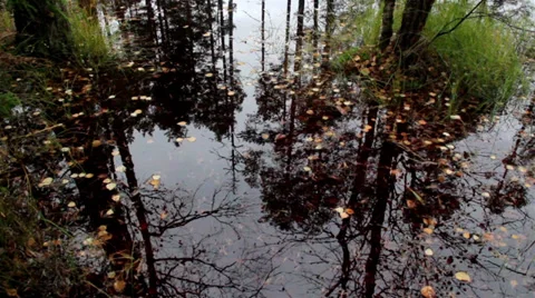 Water within the forest that looks like bog swamp marsh lands Stock Footage