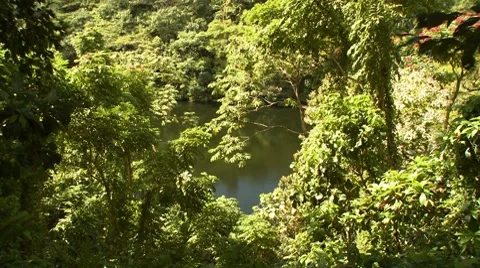 Water in the woods Stock Footage 8764265