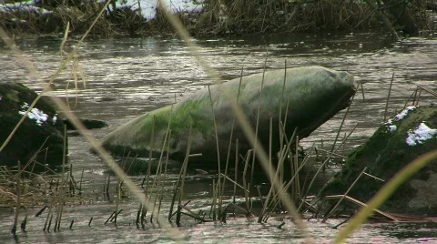 Water_stream_2 Video stock 328939