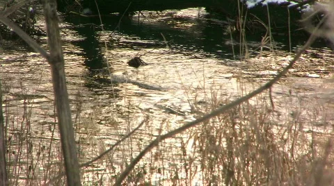 Water_stream_5 Video stock 329006