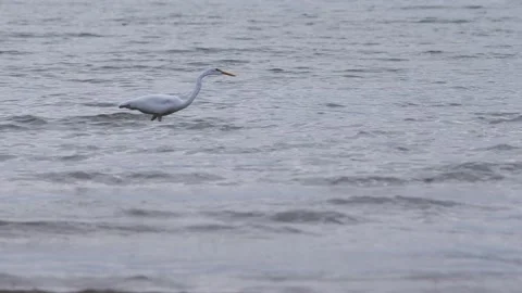 Waterbird egrets 库存影片 143769664