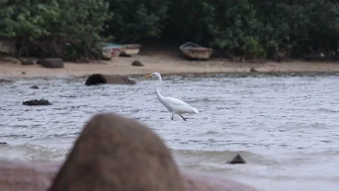 Waterbird egrets 스톡 동영상 143769947