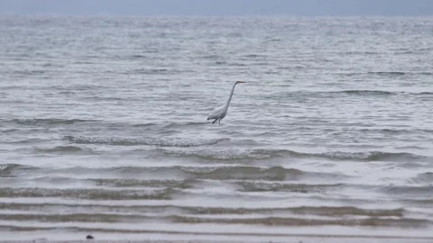 Waterbird egrets Stock Footage 143830823