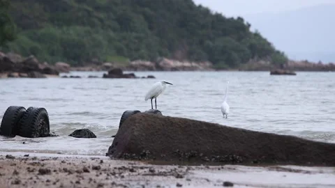 Waterbird egrets 库存影片 143830887