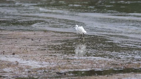 Waterbird egrets 스톡 동영상 143830954