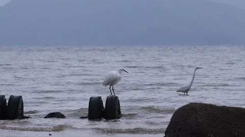 Waterbird egrets Stock Footage 143830982