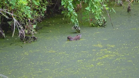 Waterbird floating on an algae covered pond surface Stock Footage 344728441