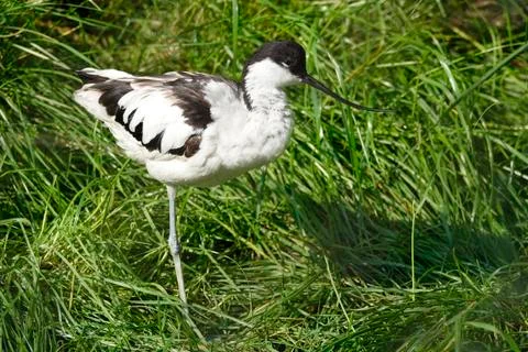 Waterbird on grass. Photos