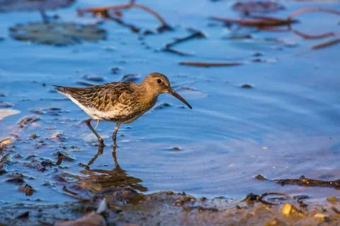 Waterbird Stock Photos