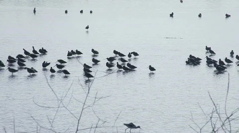 Waterbirds Stock Footage 623634