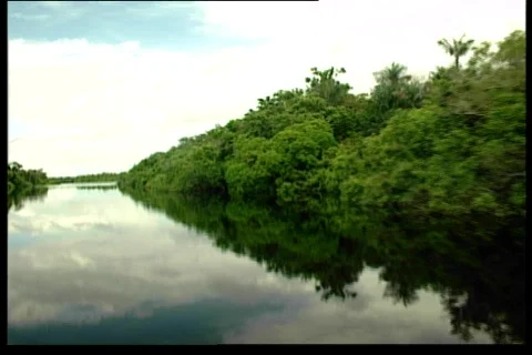 Waterboard Vegetation 2 Stock Footage 67148