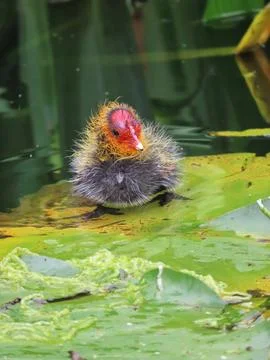 Waterborne Fluff Stock Photos