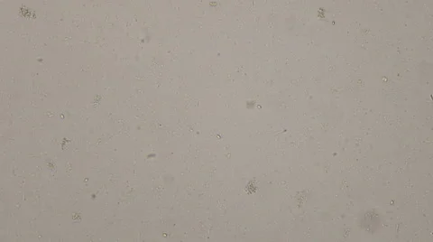 Waterbourne bacteria Stock Footage 56465087