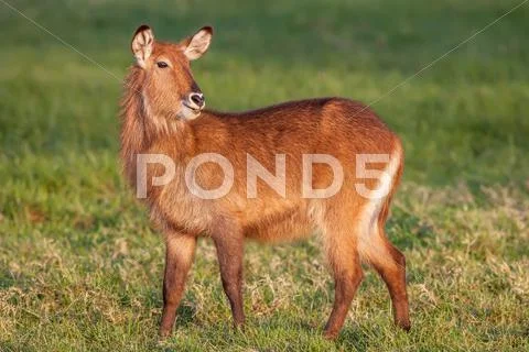 Waterbuck African Wildlife Background Nature Portrait of Life. Close up Stock Photos