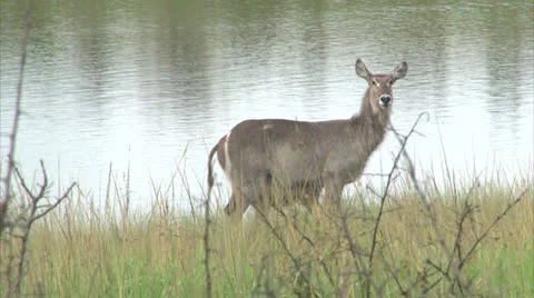 Waterbuck antelopes Stock Footage 24997392