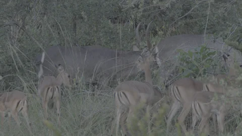 Waterbuck Courtship with Focus Shift to Impala Herd in African Bush Stock Footage 332369183