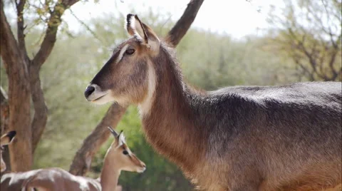 Waterbuck cow Stock Footage 62589926