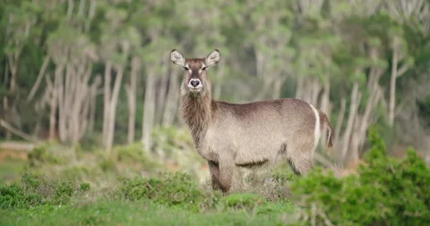Waterbuck Cow Stock Footage