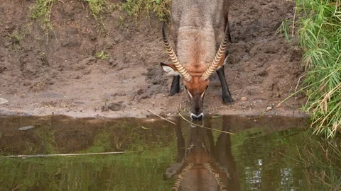 Waterbuck Drinking From a Calm Pool With Its Reflection Visible in the Water in Stock Footage 345835946