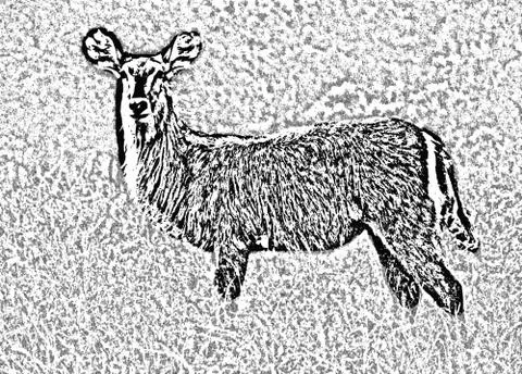 Waterbuck etch Stock Illustration