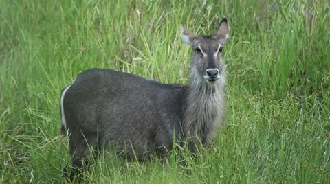 A Waterbuck Stock Footage 19521758