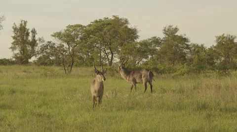 Waterbuck Stock Footage 22993224