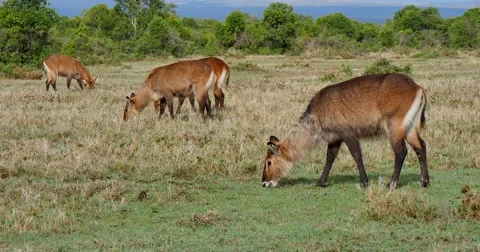 Waterbuck Stock Footage 60379087