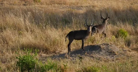 Waterbuck Stock Footage 60381430