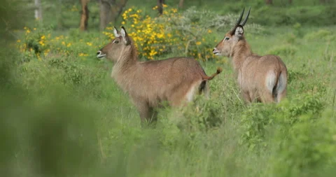 Waterbuck Stock Footage 138127411