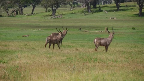 Waterbuck herd in grass Stock Footage 88558942
