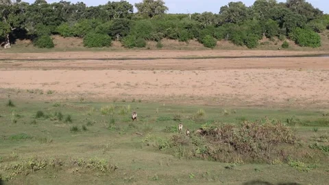 Waterbuck herd in a riverbed Stock Footage 198005126