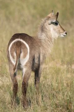 Waterbuck 写真素材