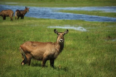 Waterbuck Foto stock