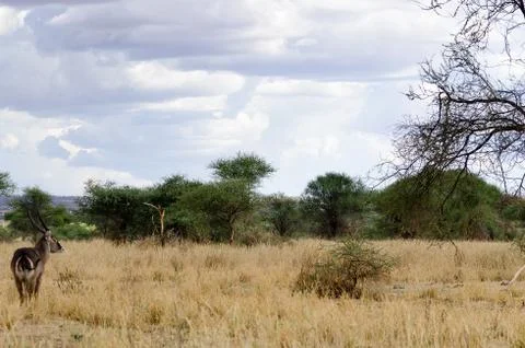Waterbuck Stock Photos