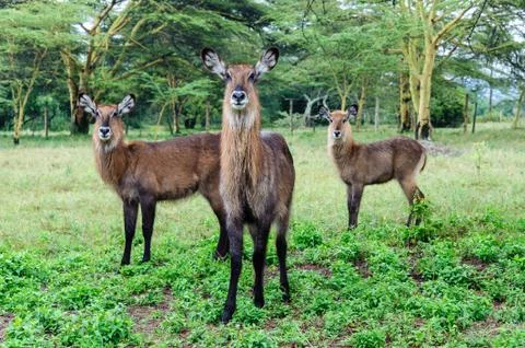 Waterbuck Stock Photos