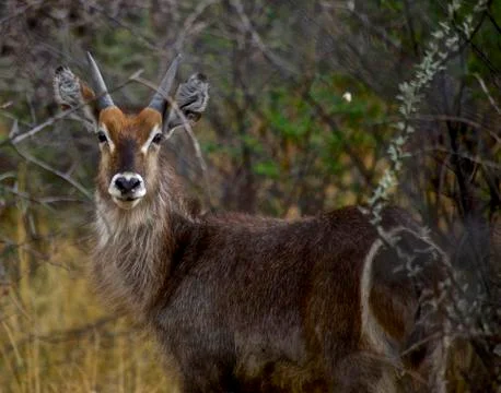 Waterbuck Stock Photos