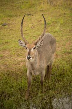WATERBUCK 库存照片