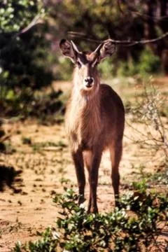 Waterbuck Stock Photos