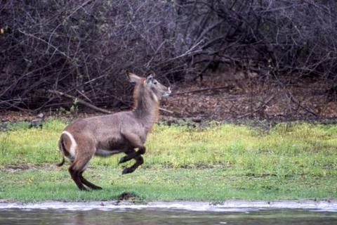 Waterbuck Stock Photos