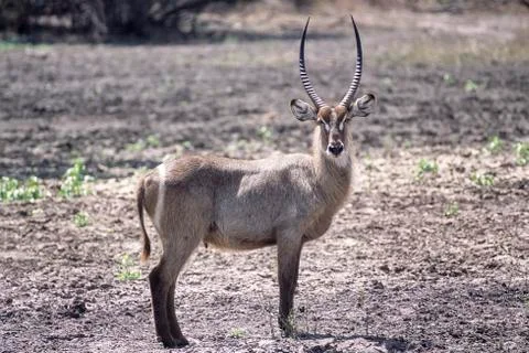 Waterbuck Stock Photos