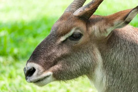 Waterbuck 스톡 사진