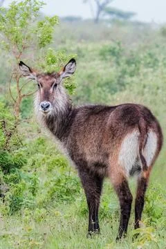 WaterBuck Stock Photos