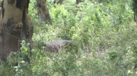 Waterbuck run Stock Footage 22251463