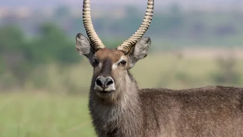 Waterbuck standing in the shade 動画素材 164024928