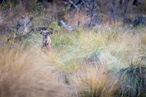 Waterbuck starring from behind the high grass. Stock Photos